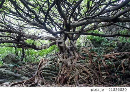 映画に出てきそうなアコウの木 91826820