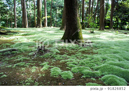 福井県にある美しい苔寺(平泉寺白山神社) 91826852
