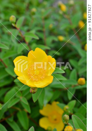 大輪の花 タイリンキンシバイ (大輪金糸梅) 大輪の花 タイリンキンシバイ (大輪金糸梅) 91827827