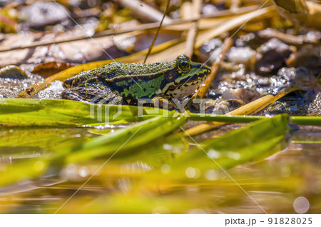 slippery frog in a pond in nature slippery frog in a pond in nature 91828025