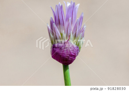soft flower blossom in a nature garden 91828030
