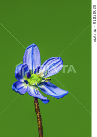 soft flower blossom in a nature garden soft flower blossom in a nature garden 91828089