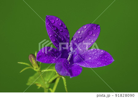 soft flower blossom in a nature garden 91828090