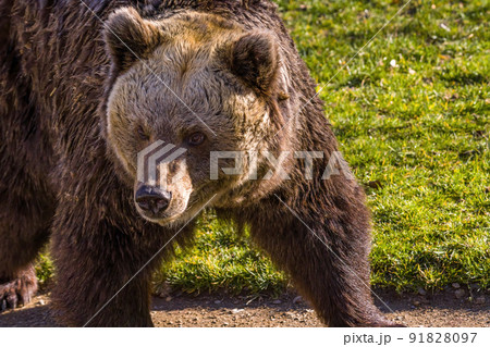 Big Brown bear at nature meadow Big Brown bear at nature meadow 91828097