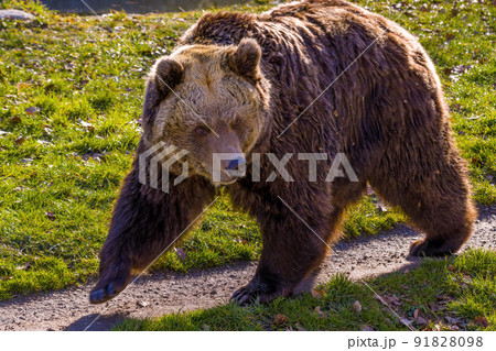 Big Brown bear at nature meadow Big Brown bear at nature meadow 91828098