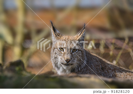 a cute young lynx in the colorful wilderness foresta cute young lynx in the colorful wilderness forest a cute young lynx in the colorful wilderness foresta cute young lynx in the colorful wilderness forest 91828120