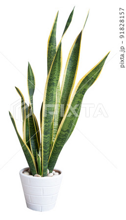 Snake plant,Sansevieria air purify tree in white flower pot isolated on white with clipping Snake plant,Sansevieria air purify tree in white flower pot isolated on white with clipping 91828157