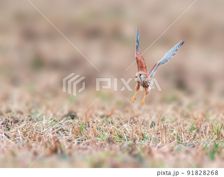 young falcon on the hunt for prey 91828268
