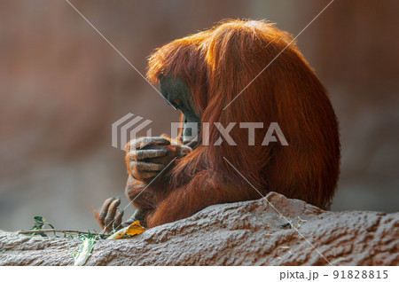 orangutan mother cares for her baby orangutan mother cares for her baby 91828815
