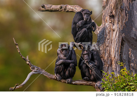 3 west african chimpanzee sitting in a tree 3 west african chimpanzee sitting in a tree 91828818