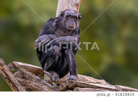 sitting west african chimpanzee relaxes 91828820