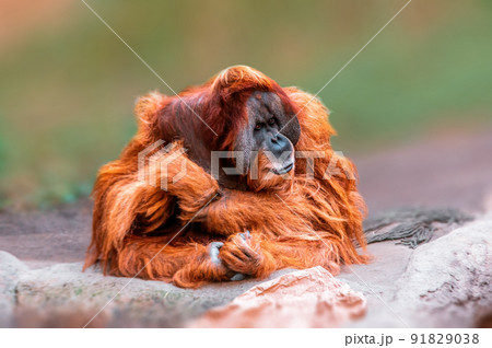 adult male orangutan sits and watches the area 91829038