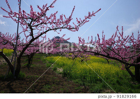 桃の花と菜の花のコントラストが美しい山梨県笛吹市の桃源郷菜の花畑 桃の花と菜の花のコントラストが美しい山梨県笛吹市の桃源郷菜の花畑 91829166
