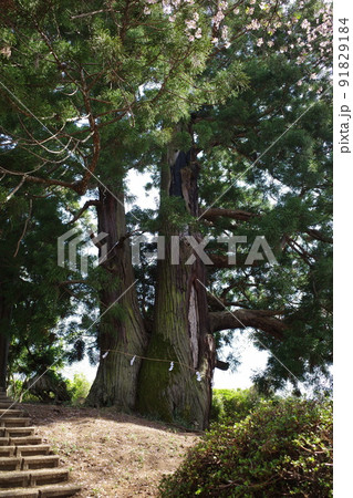 山梨県笛吹市の花鳥山にある一本杉 91829184
