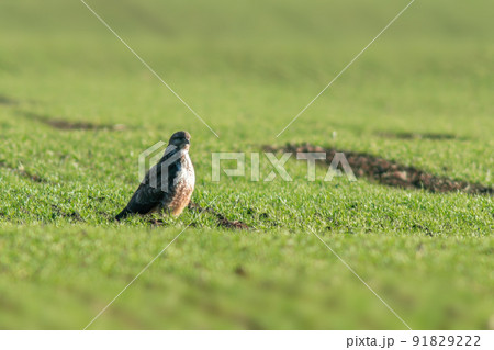 a Buzzard sits on a green field in spring a Buzzard sits on a green field in spring 91829222