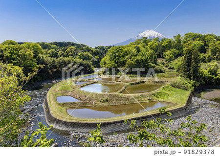 静岡県小山町、川の中の棚田と残雪の富士山 静岡県小山町、川の中の棚田と残雪の富士山 91829378