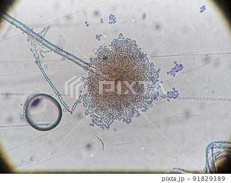 綿菓子のようなカビの胞子 綿菓子のようなカビの胞子 91829389