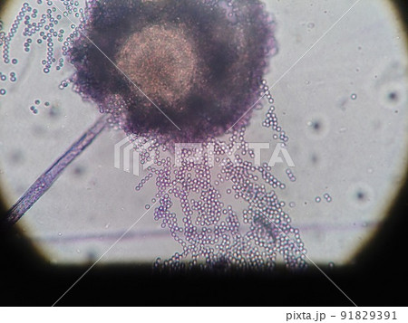 流れ出すカビの胞子 91829391