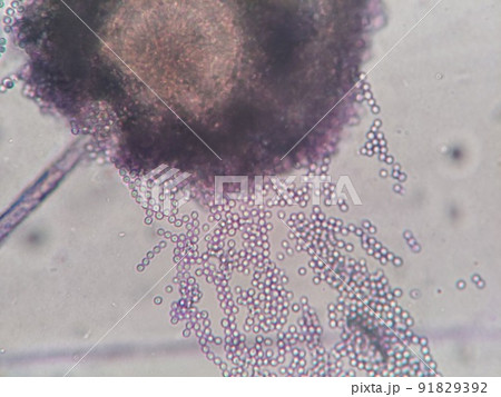流れ出すカビの胞子のアップ 91829392