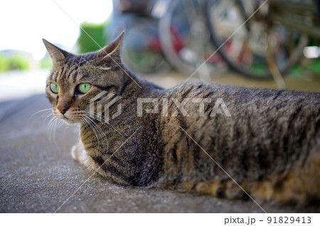 自転車置き場のキジトラ猫の写真 91829413
