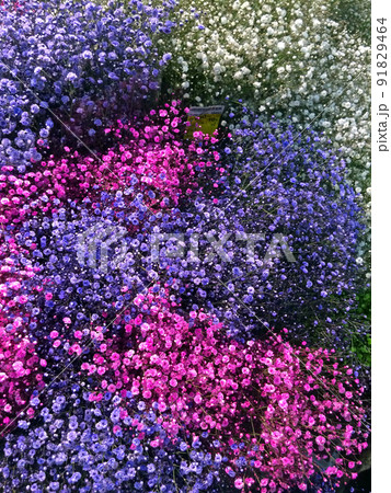 生花市場の仲卸で販売されているカスミソウ 生花市場の仲卸で販売されているカスミソウ 91829464