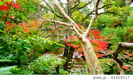 秋の紅葉と書寫山圓教寺 秋の紅葉と書寫山圓教寺 91829517