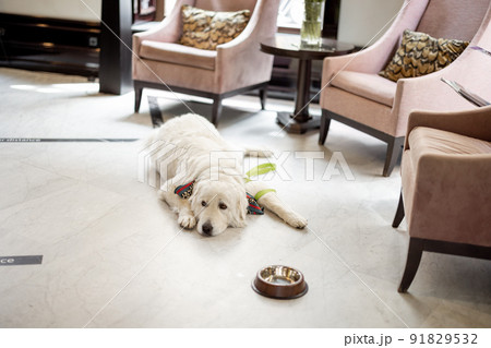 Dog lying on the floor in lobby of some hotel Dog lying on the floor in lobby of some hotel 91829532