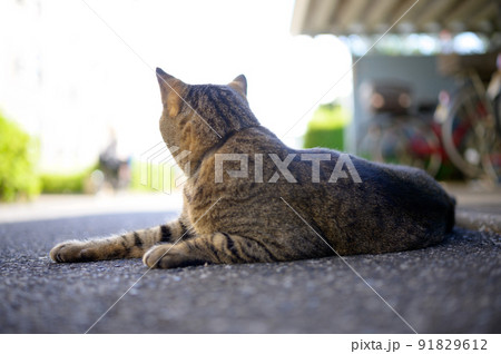 自転車置き場のキジトラ猫の写真 91829612