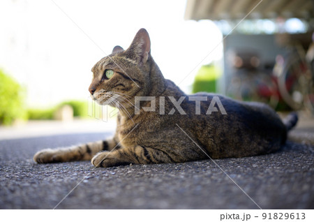 自転車置き場のキジトラ猫の写真 91829613