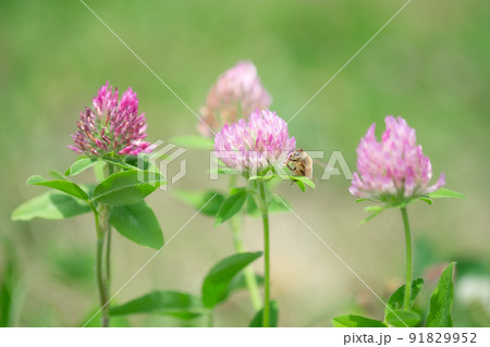 ミツバチとアカツメクサの花 91829952