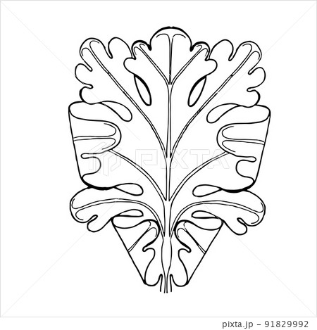 Ornamental contour leaf. Hand-drawn outline sketch illustration on white background isolated. 91829992
