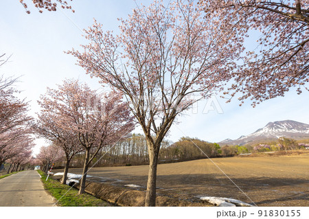 日本一の桜並木(青森県弘前市) 日本一の桜並木(青森県弘前市) 91830155