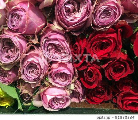 生花市場の仲卸で販売されているムラサキ色したバラの花　ブルーミルフィーユ 91830334