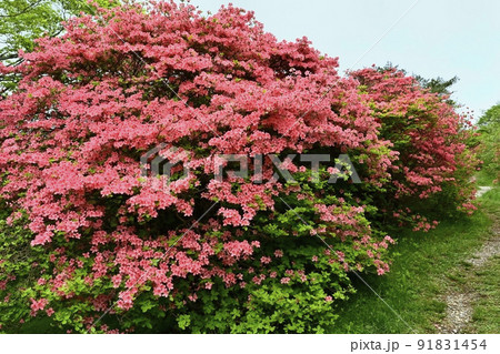 那須高原八幡の花咲くやまつつじ群生地の森に遊歩道 91831454