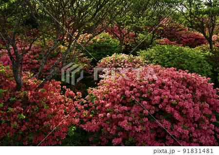 那須高原八幡の花咲くやまつつじ群生地の森 91831481