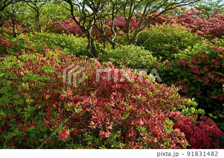 那須高原八幡の花咲くやまつつじ群生地の森 91831482