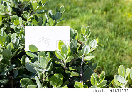 Flat card on olive leaves outside for web background design. White isolated background. Abstract landscape background. Happy holiday. Web banner template. Natural beauty. 91831535
