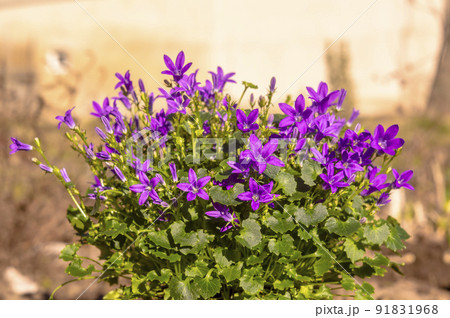 purple violet easter flower spring blossom in my garden purple violet easter flower spring blossom in my garden 91831968