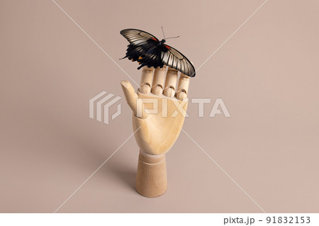 Butterfly papilio lowi still life concept on wooden hand on neutral background, human and wild life with copy space Butterfly papilio lowi still life concept on wooden hand on neutral background, human and wild life with copy space 91832153