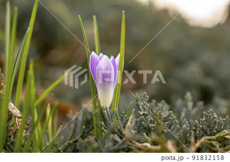 yellow blue crocus in spring season garden 91832158