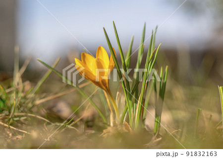yellow blue crocus in spring season garden yellow blue crocus in spring season garden 91832163