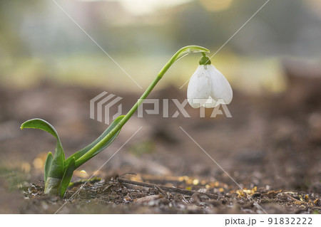 snow drop flower in my season garden snow drop flower in my season garden 91832222