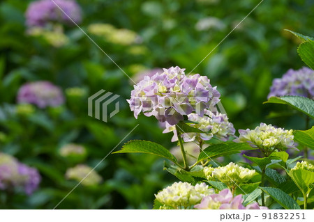 あじさい 91832251