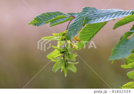 fresh branch with green leaves in a forest fresh branch with green leaves in a forest 91832334