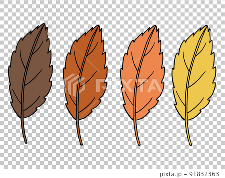 紅葉する葉のイラスト 紅葉する葉のイラスト 91832363