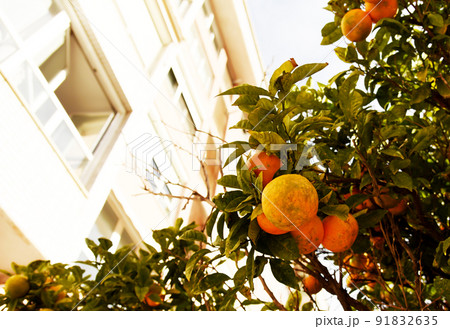 Citrus orange fruit grows on a tree with green leaves in a city garden. Oranges  91832635
