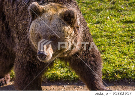 Big Brown bear at nature meadow Big Brown bear at nature meadow 91832917