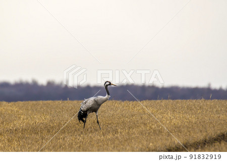 eurasian cranes land on a harvested korn field eurasian cranes land on a harvested korn field 91832919