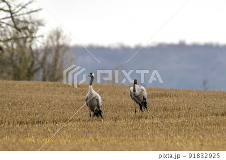 eurasian cranes land on a harvested korn field eurasian cranes land on a harvested korn field 91832925