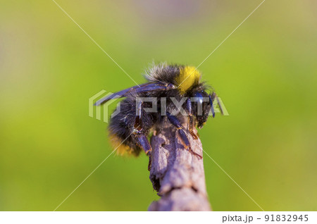 Little bee insect on a plant in the meadow 91832945